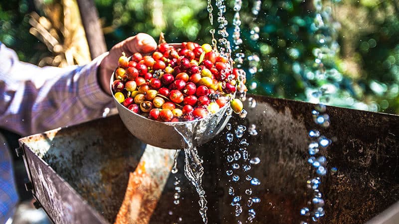 Coffee Bean Processing Methods